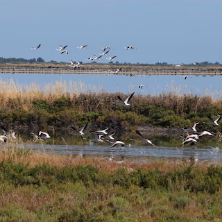 Albanië moet EU-regels voor natuurbeheer handhaven, zegt EU na onrust over komst Amerikaanse luxeresorts