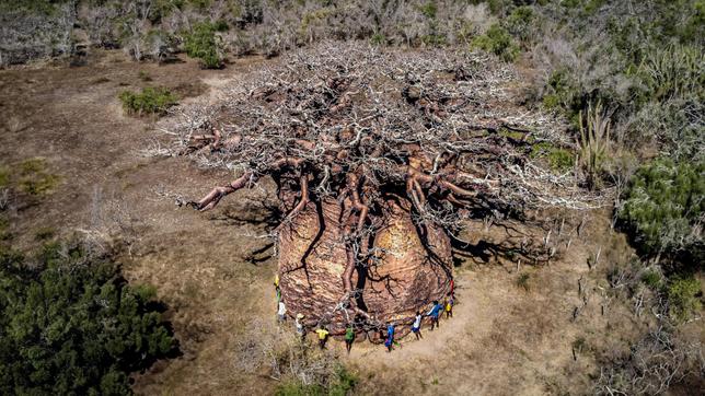 Lagonie de Tsitakakantsa, vénérable baobab malgache tué par le dérèglement climatique À Madagascar, un baobab millénaire est sur le point de mourir, affaibli par la vieillesse et de longues périodes de pluies, intensifiées par le dérèglement climatique. Le New York Times sest rendu sur place, à la rencontre dhabitants et de chercheurs qui se préparent douloureusement à la disparition de cet arbre-monde, emblématique de la Grande Île.