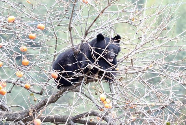 Après la capture dun ours en ville, le Japon de nouveau en état dalerte Conséquence du dépeuplement des régions montagneuses et du réchauffement climatique, les ours sont de plus en plus nombreux et saventurent même jusque dans les zones résidentielles des grandes villes japonaises. Face à laugmentation daccidents liés aux attaques dursidés, qualifiée de menace sérieuse à la sécurité publique par les autorités, le Japon est à nouveau sur le qui-vive.